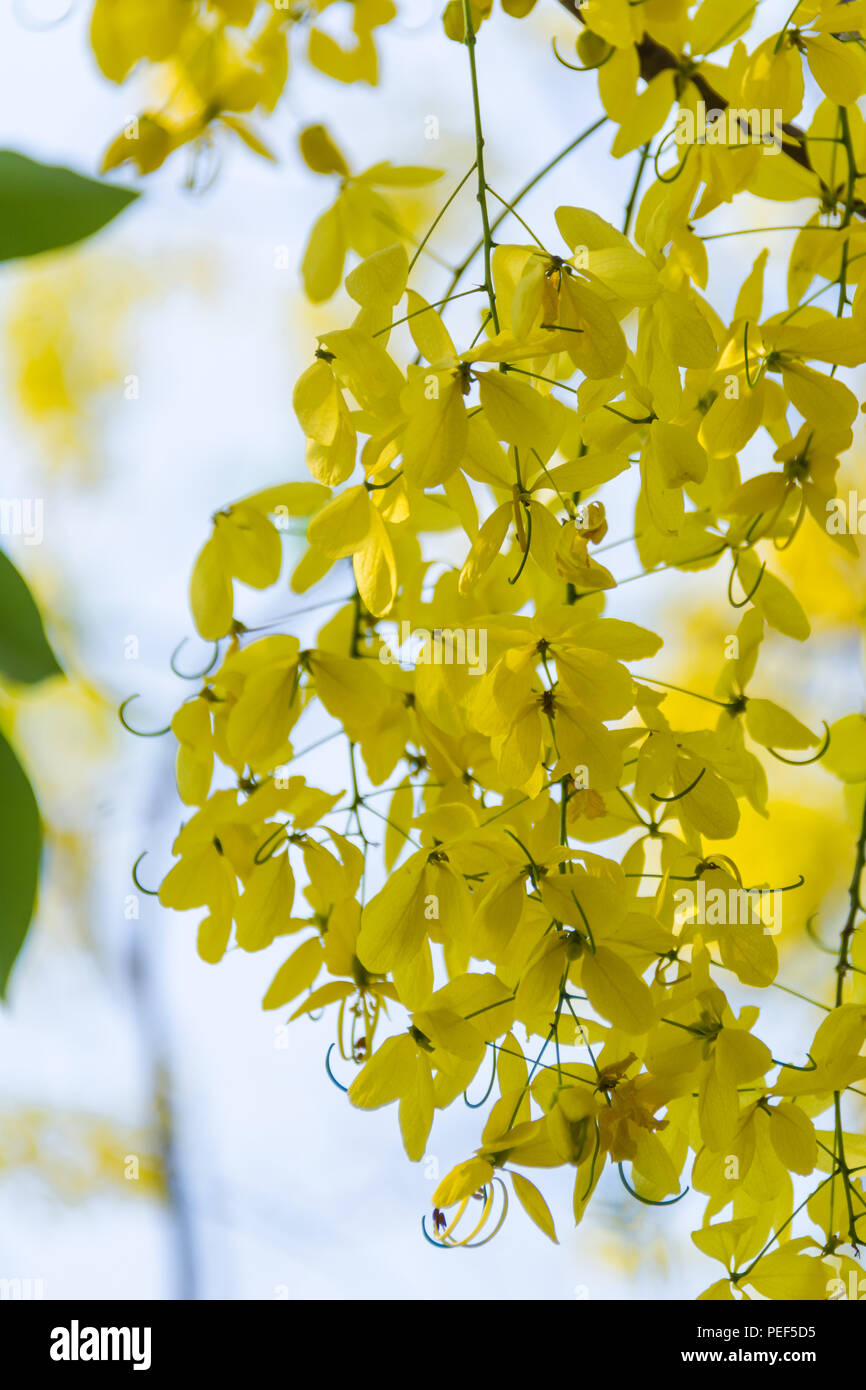 Fiori gialli cluster in Ayutthaya, Thailandia Foto Stock