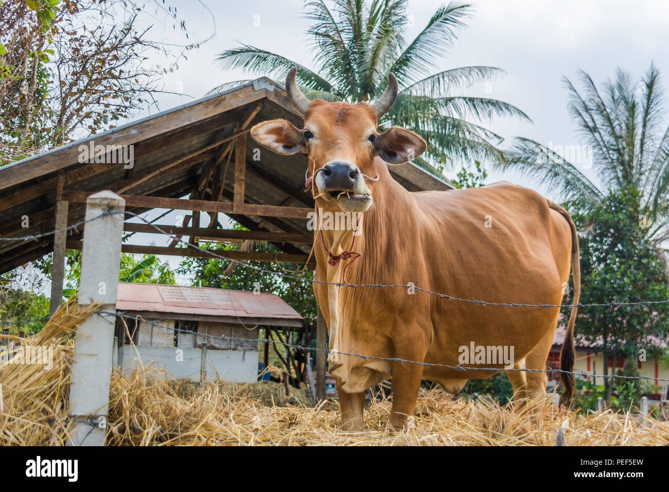 Mucca sulla strada di campagna Farmland in quartiere Khemarat, Ubon Ratchathani, Thailandia Foto Stock