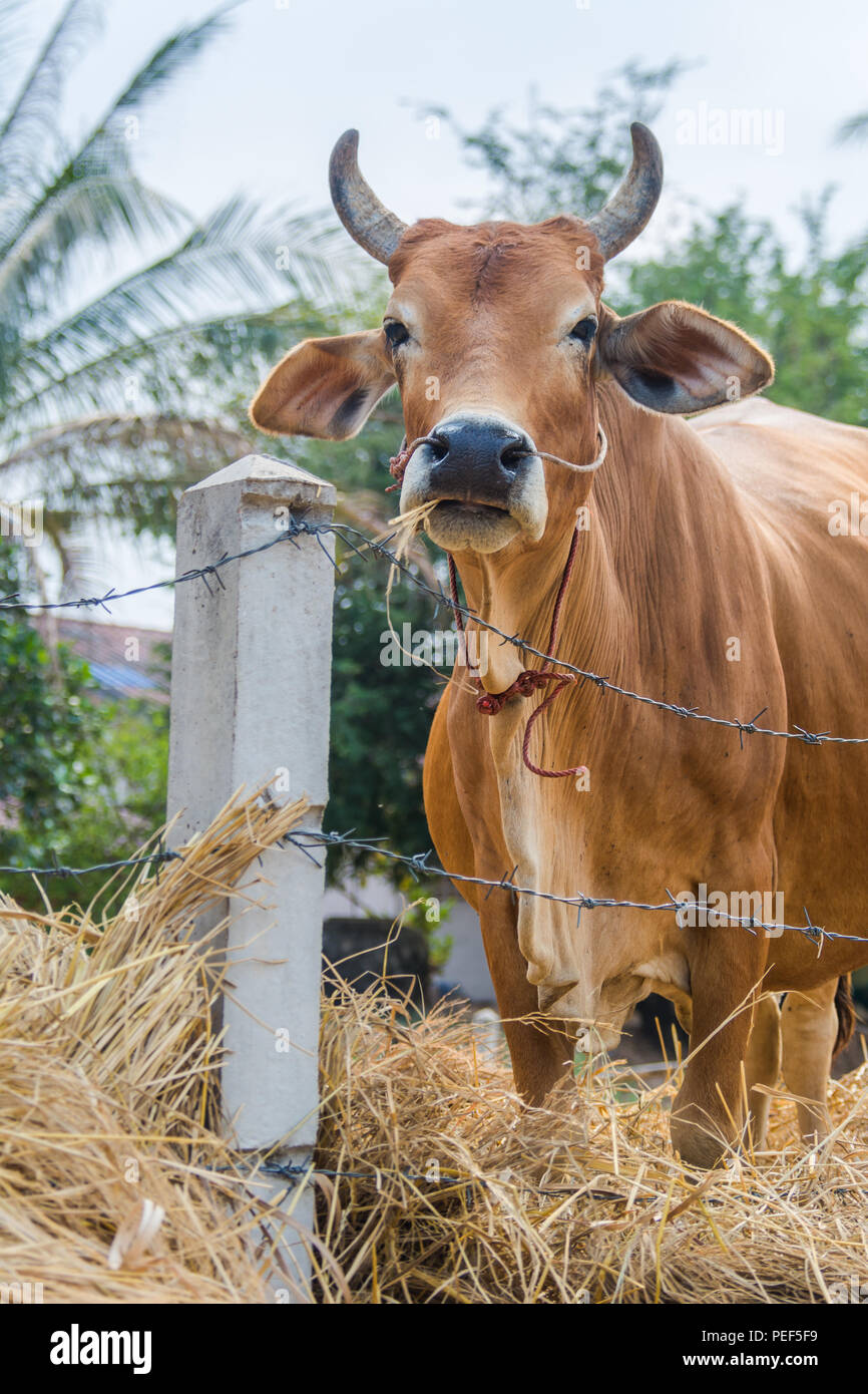 Mucca sulla strada di campagna Farmland in quartiere Khemarat, Ubon Ratchathani, Thailandia Foto Stock