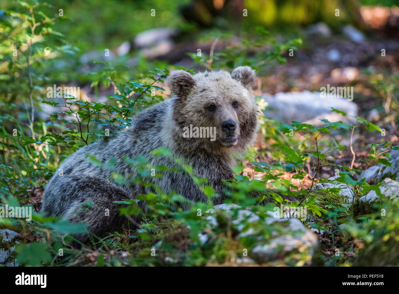 Unione l'orso bruno (Ursus arctos), giovane animale nella foresta, regione Notranjska, Slovenia Foto Stock