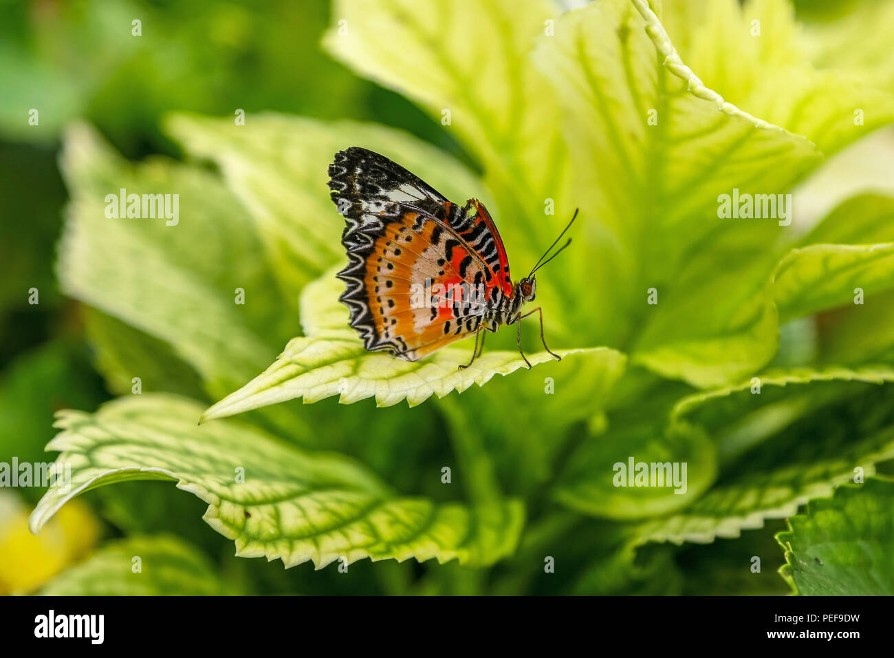 Cethosia biblis, red lacewing, è una specie di farfalla heliconiine appartenente alla famiglia Nymphalidae Foto Stock