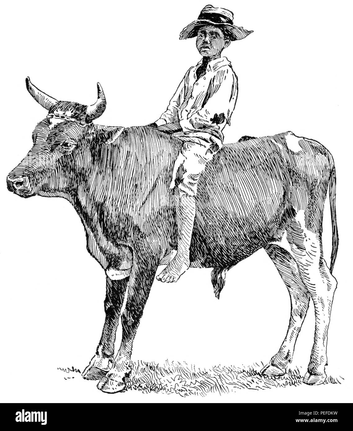 A cavallo di un toro in rural GEORGIA, STATI UNITI D'AMERICA, illustrazione, Classico portafoglio di vettori primitivi, da Marshall M. Kirman, ferroviarie del mondo Publ. Co., illustrazione, 1895 Foto Stock