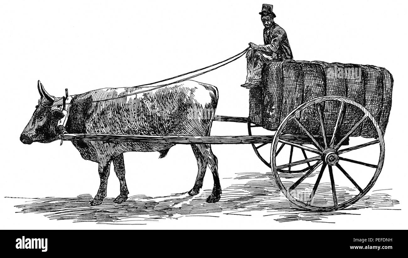 Ox carrello con carico di cotone, GEORGIA, STATI UNITI D'AMERICA, illustrazione, Classico portafoglio di vettori primitivi, da Marshall M. Kirman, ferroviarie del mondo Publ. Co., illustrazione, 1895 Foto Stock