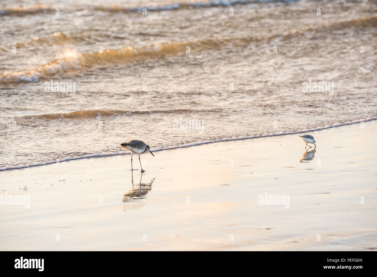 Shore uccelli su una spiaggia in Texas Gulf Coast Foto Stock