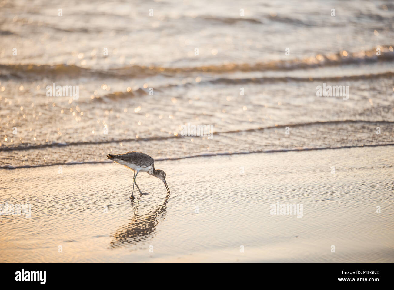 Un uccello alimentazione su una spiaggia sul Texas Gulf Coast presso sunrise Foto Stock