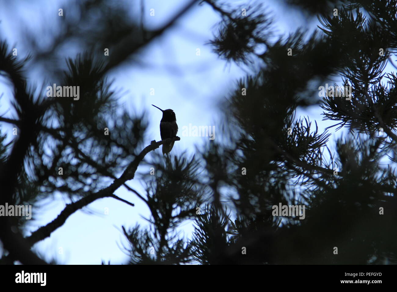 Hummingbird silhouette tra gli aghi delle conifere, porta le orecchie monumento nazionale, Utah, Stati Uniti d'America Foto Stock