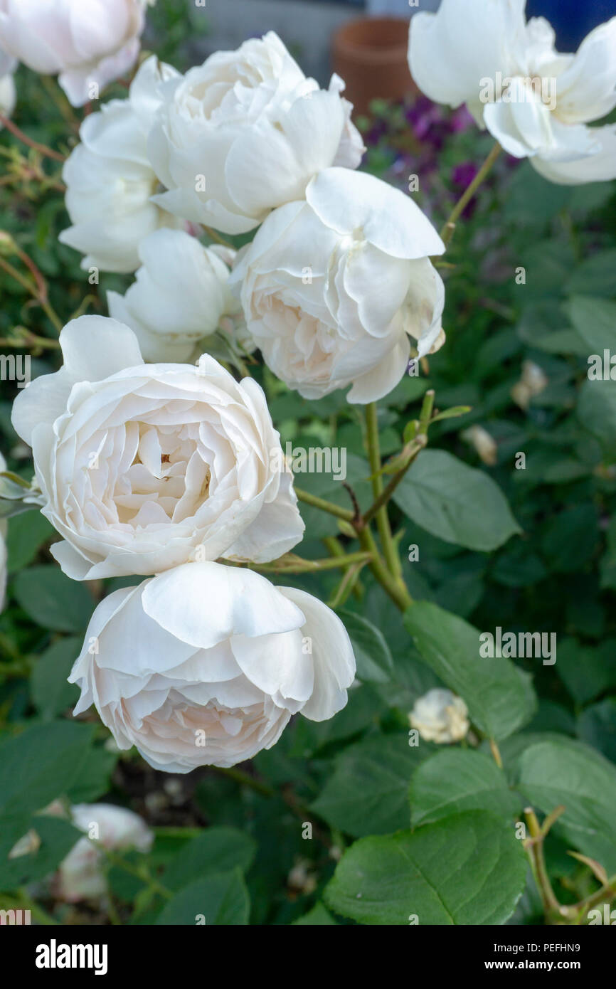 Le Rose in un giardino nella zona Germoe di Cornwall, Regno Unito Foto Stock