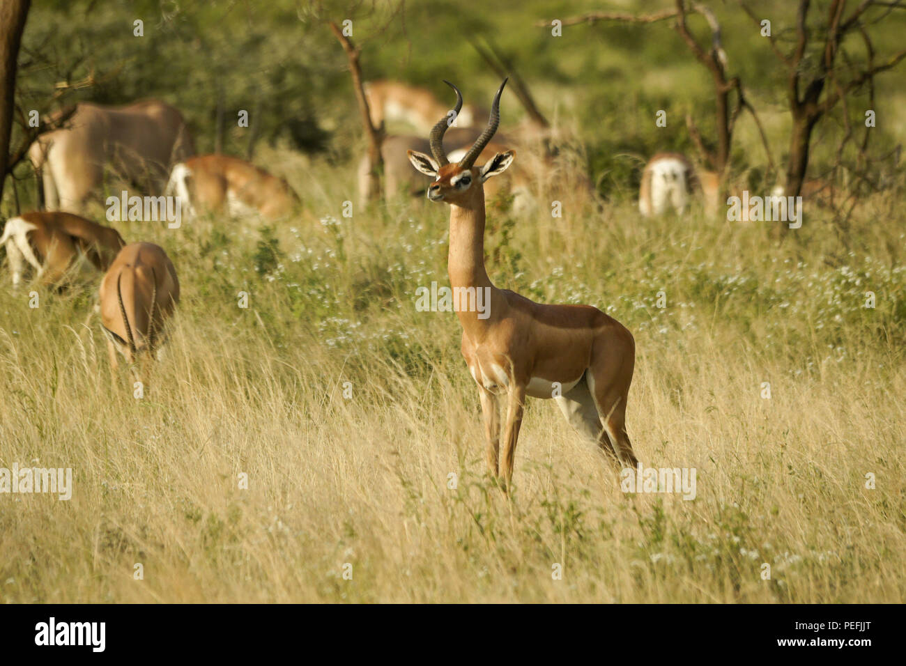 Un gerenuk maschile si trova tra le gazzelle di Grant e l'orice dell'Africa orientale (comune beisa orice), Samburu Game Reserve, Kenya Foto Stock