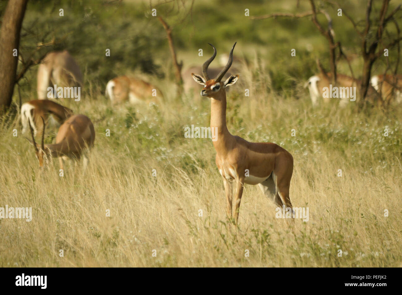 Un gerenuk maschile si trova tra le gazzelle di Grant e l'orice dell'Africa orientale (comune beisa orice), Samburu Game Reserve, Kenya Foto Stock