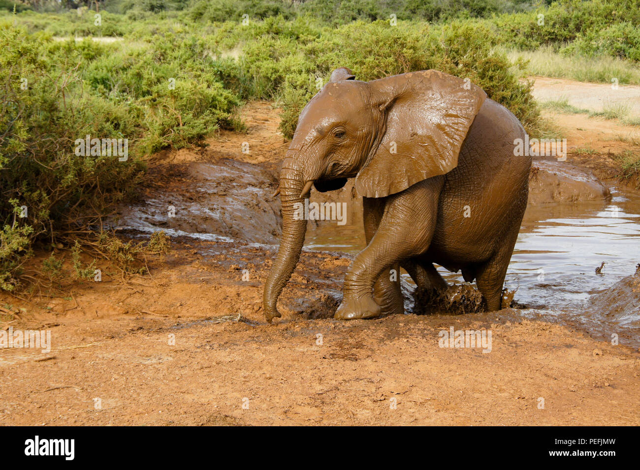 Giovane elefante wallowing nel foro di fango, Samburu Game Reserve, Kenya Foto Stock