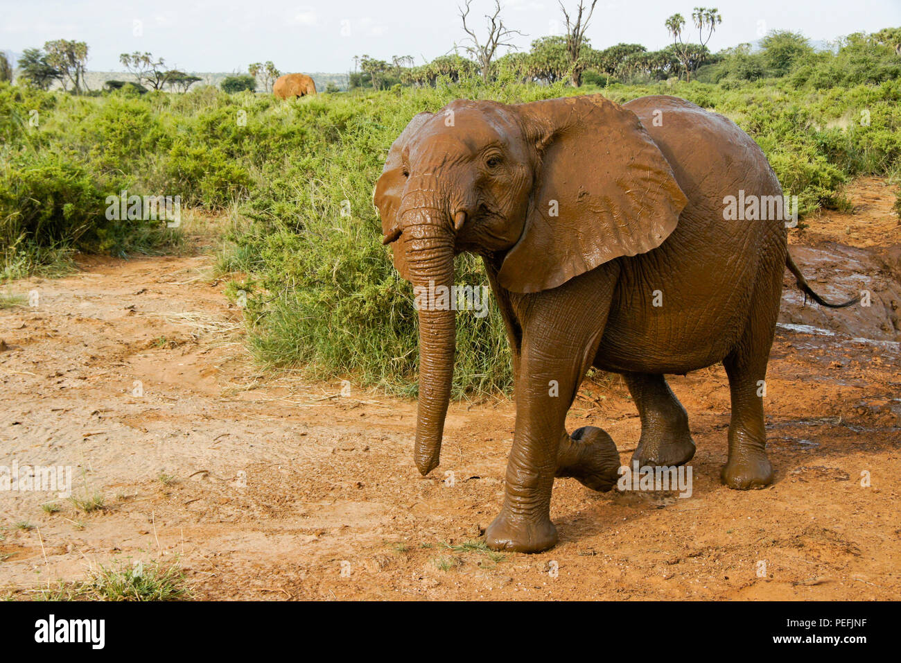 Elefante giovani emergenti dal suo sguazzare in un foro di fango, Samburu Game Reserve, Kenya Foto Stock