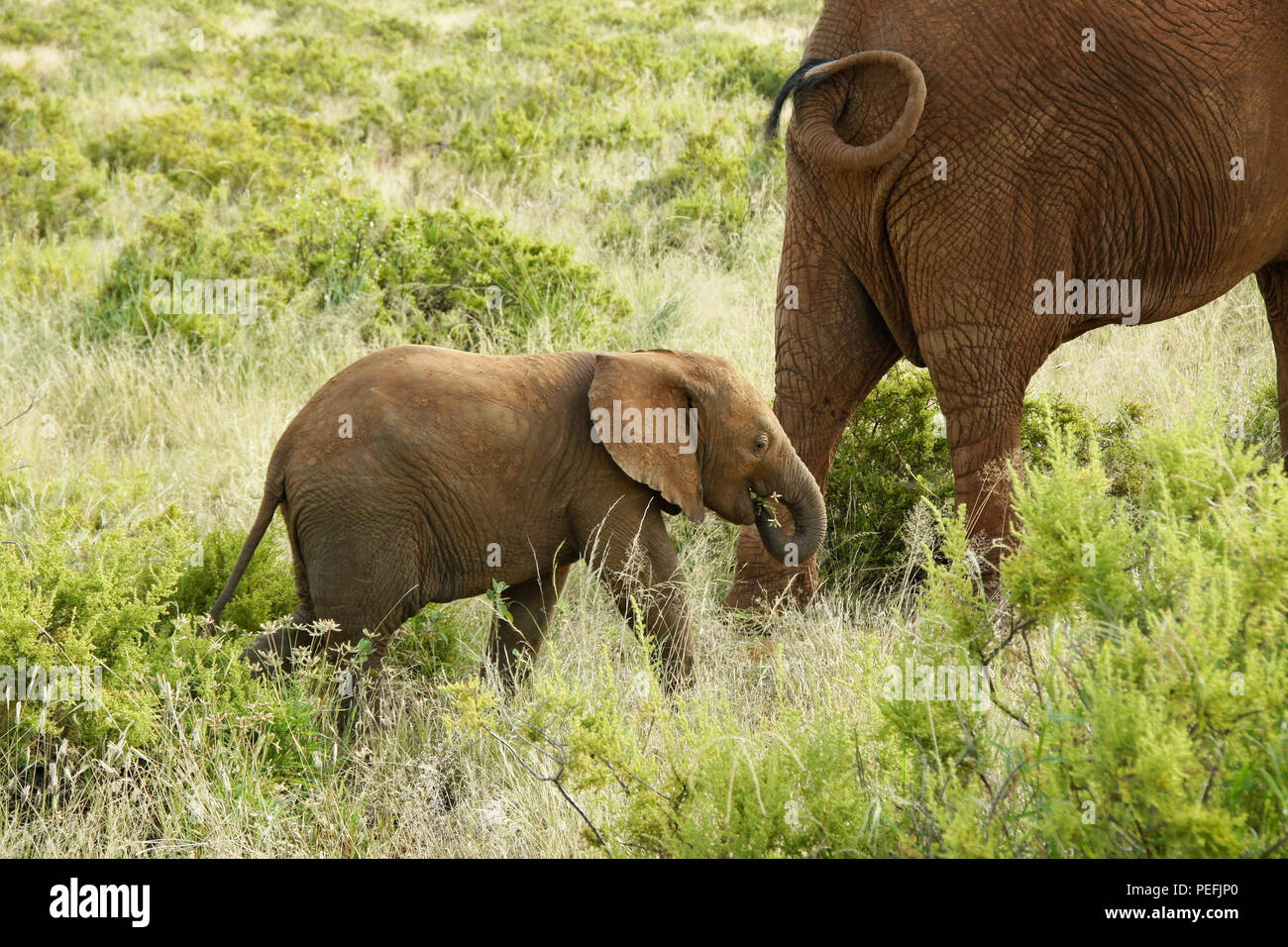 Vitello di elefante segue la sua madre attraverso la boccola, mangiare lungo la via, Samburu Game Reserve, Kenya Foto Stock