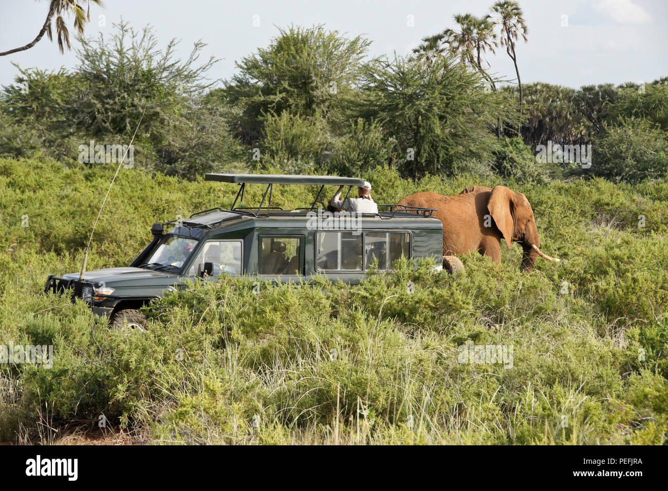 Passeggiate elefante passato un veicolo di safari, Samburu Game Reserve, Kenya Foto Stock