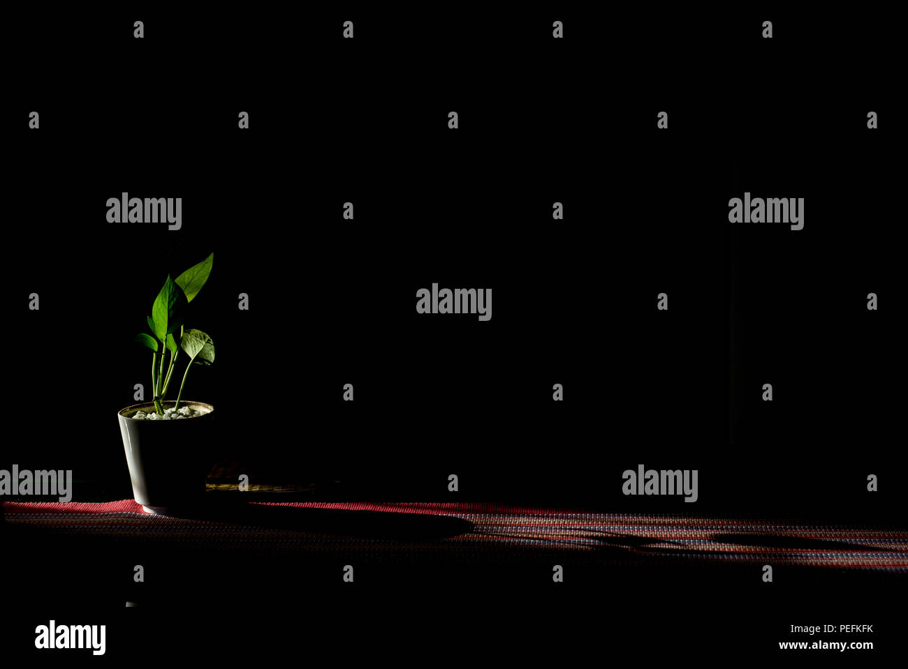 La decorazione interna impianto di denaro per la buona atmosfera e di foglie sane e verdi impianto indoor Foto Stock