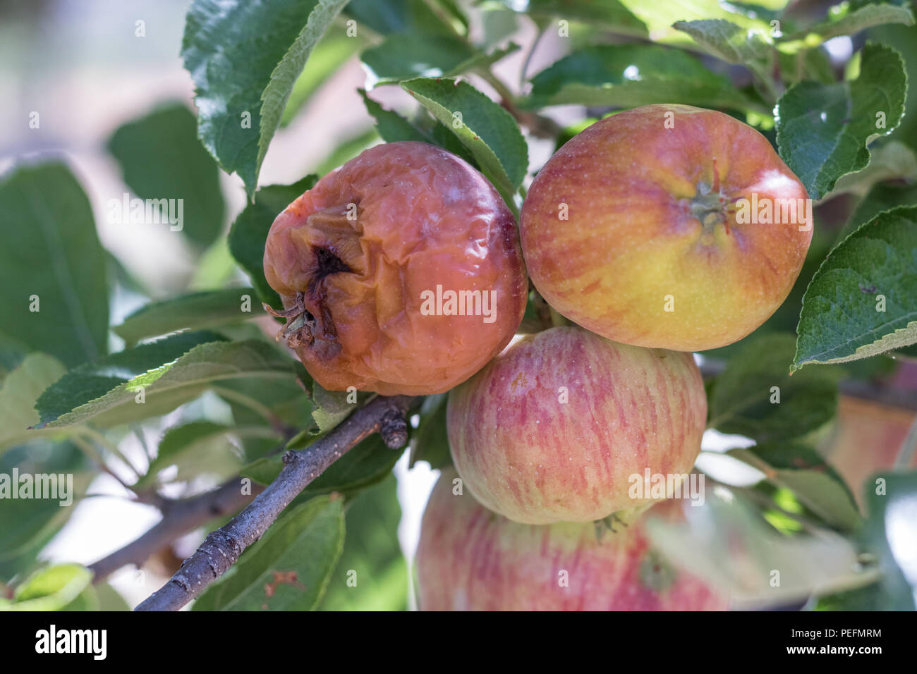 Uno rotton apple e due fresche e mature rosso naturale cimelio di famiglia, mele biologiche close up sui rami di un albero, raccolto problemi di peste, uno bad apple Foto Stock