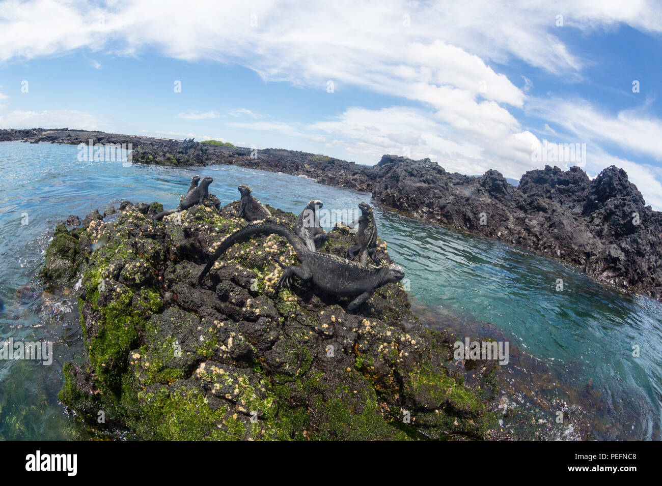 Il GalÃ endemica¡pagos marine, iguana Amblyrhynchus cristatus, crogiolarvi al sole su Fernandina Island, il GalÃ¡pagos. Foto Stock