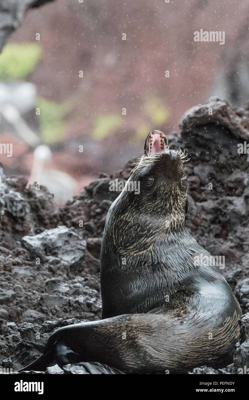 Adulto Galápagos pelliccia sigillo, Arctocephalus galapagoensis tirato fuori sull'isola di Santiago, Galápagos, Ecuador. Foto Stock