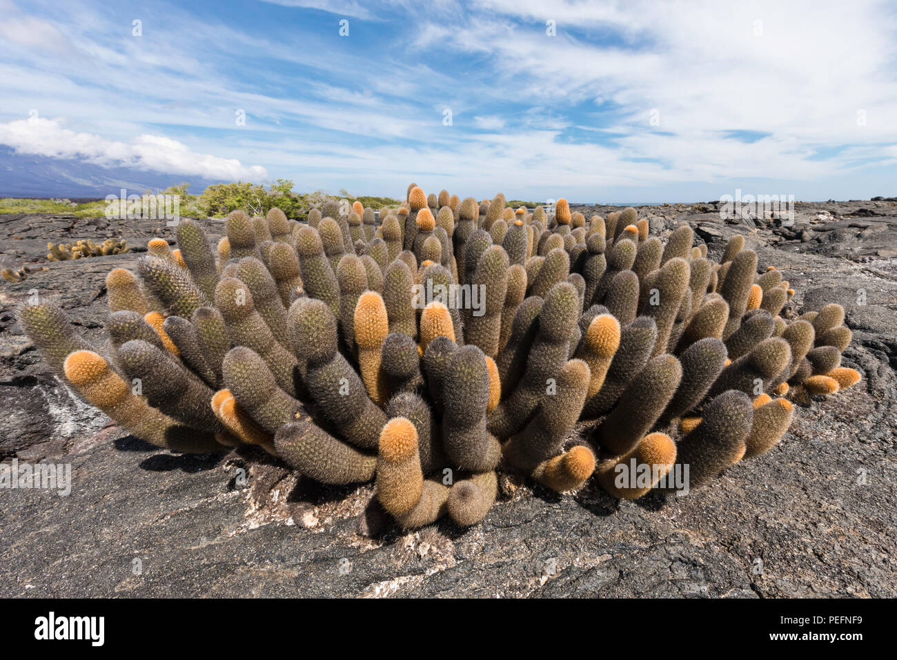 Lava endemica cactus, Brachycereus spp, Fernandina Island, Galapagos, Ecuador. Foto Stock