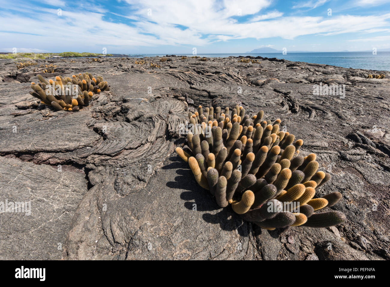 Lava endemica cactus, Brachycereus spp, Fernandina Island, Galapagos, Ecuador. Foto Stock