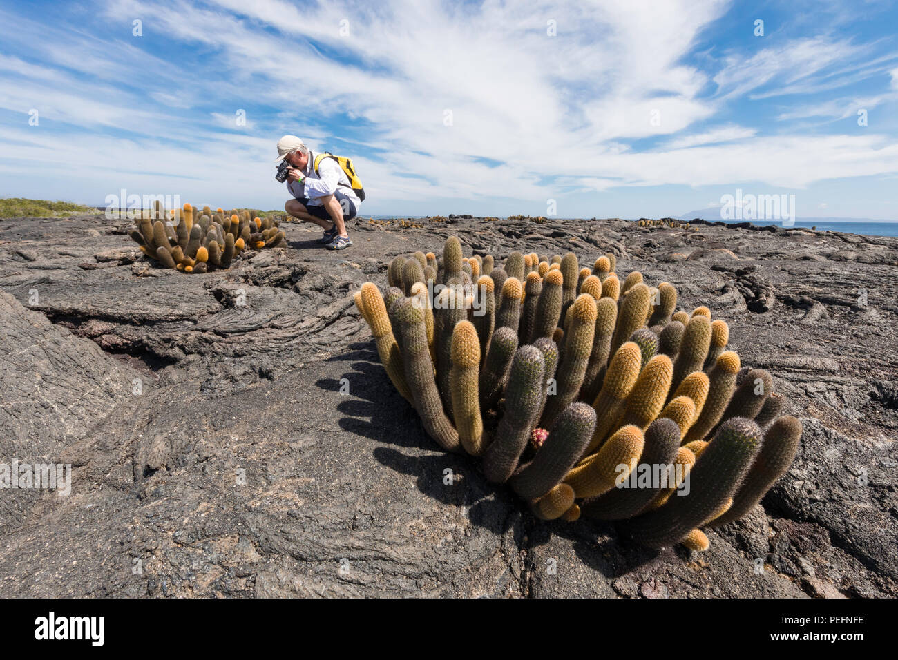 Fotografo con lava endemica cactus, Brachycereus spp, Fernandina Island, il GalÃ¡pagos, Ecuador. Foto Stock