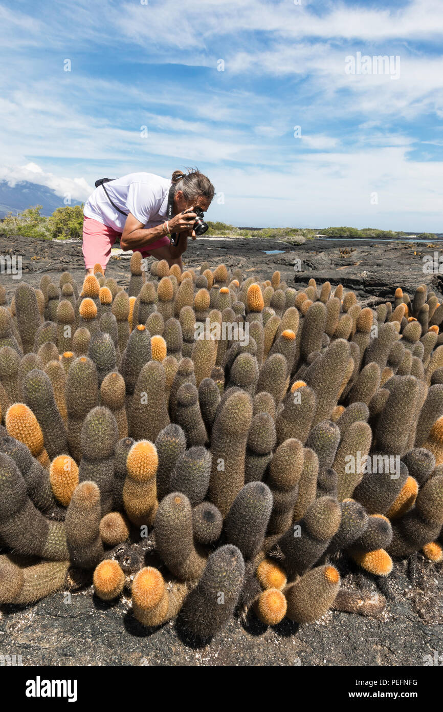 Fotografo con lava endemica cactus, Brachycereus spp, Fernandina Island, Galápagos, Ecuador. Foto Stock