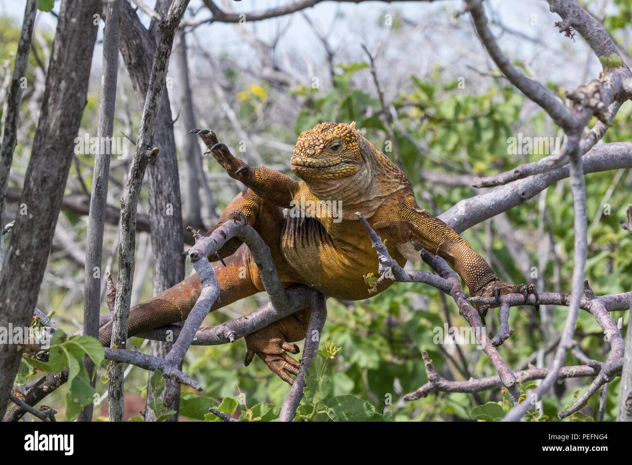 Un adulto GalÃ¡pagos land iguana, Conolophus subcristatus, rampicante su North Seymour Island, il GalÃ¡pagos, Ecuador. Foto Stock