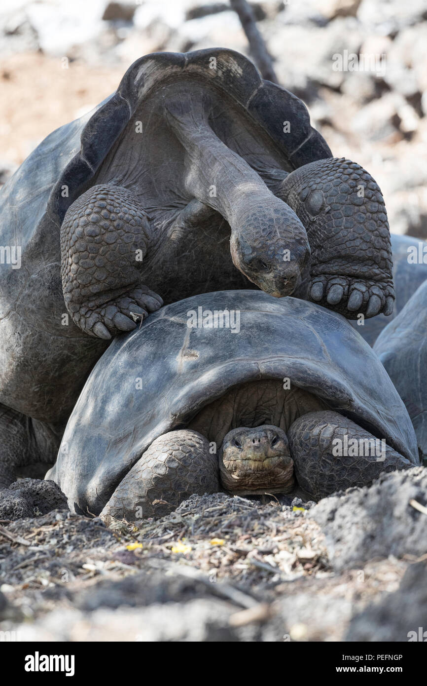 Captive GalÃ¡pagos tartarughe giganti, Geochelone elephantopus, alla stazione di Ricerca Charles Darwin sull isola di Santa Cruz, il GalÃ¡pagos. Foto Stock