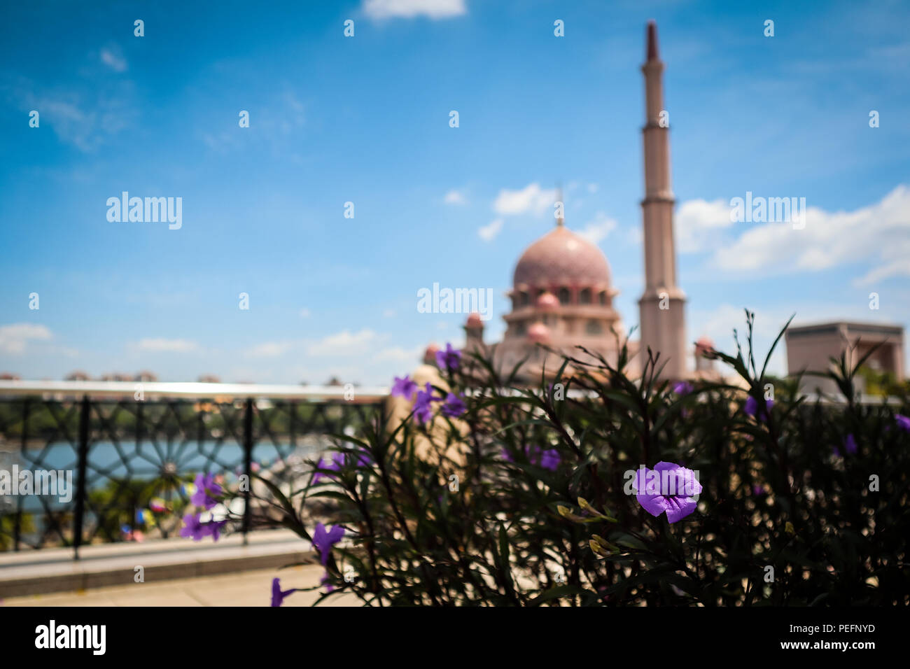 Piccolo fiore viola con il punto di riferimento in background Foto Stock