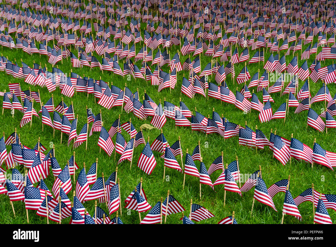 Grande gruppo di bandierine americane su un prato Foto Stock