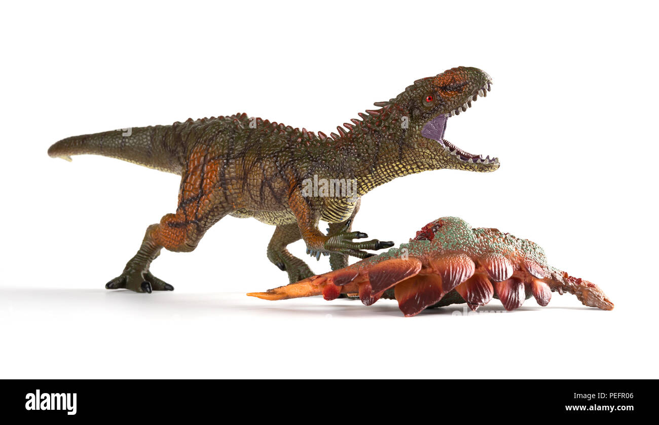 Carcharodontosaurus con un corpo stegosaurus nelle vicinanze su sfondo bianco Foto Stock