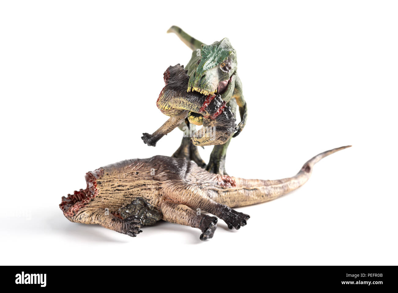 Tirannosauro mordere un corpo di dinosauro su sfondo bianco Foto Stock