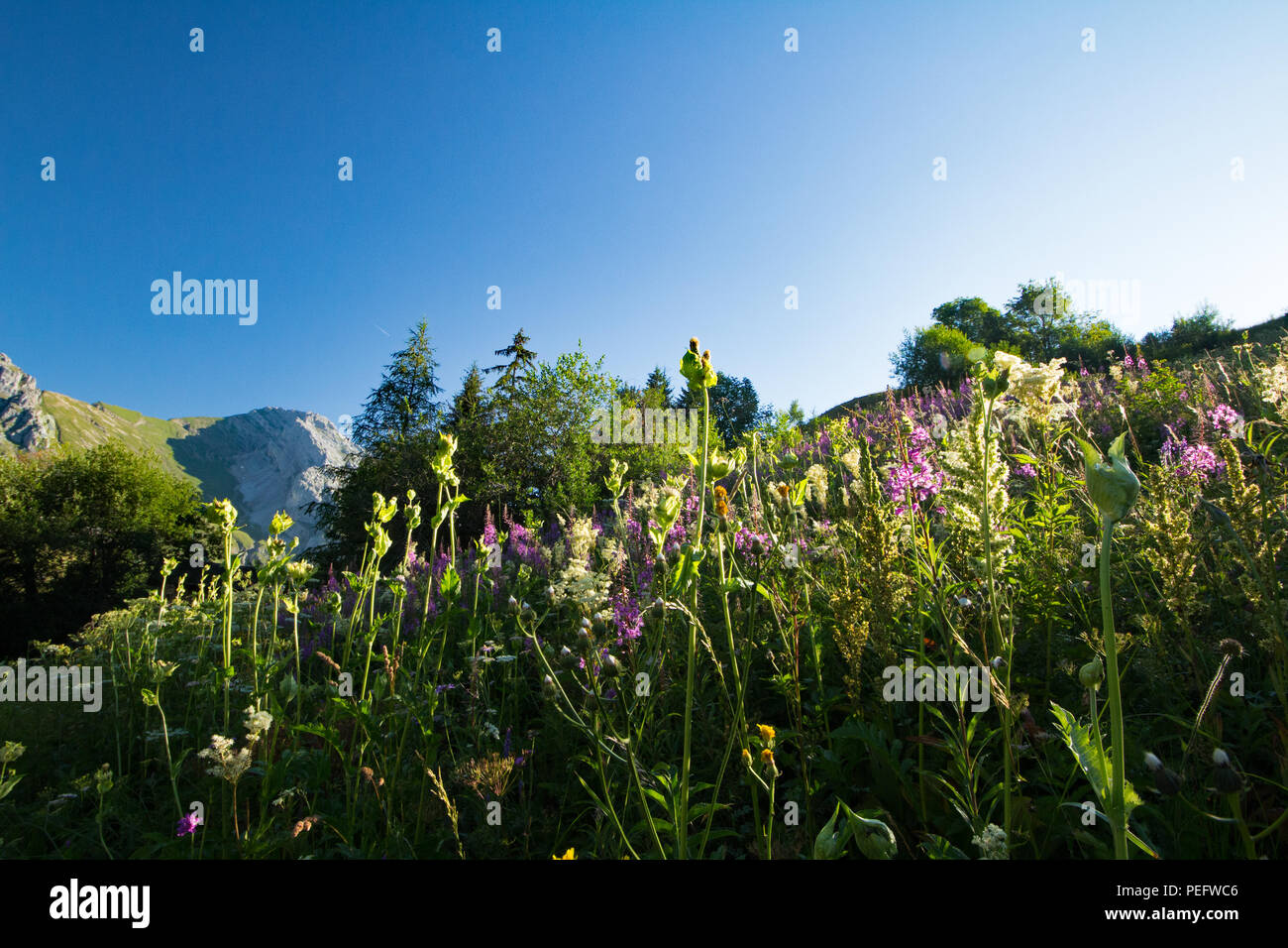 Le Chinaillon, Le Grand Bornand Sun Kissed Flaura in Aravis mountains Foto Stock