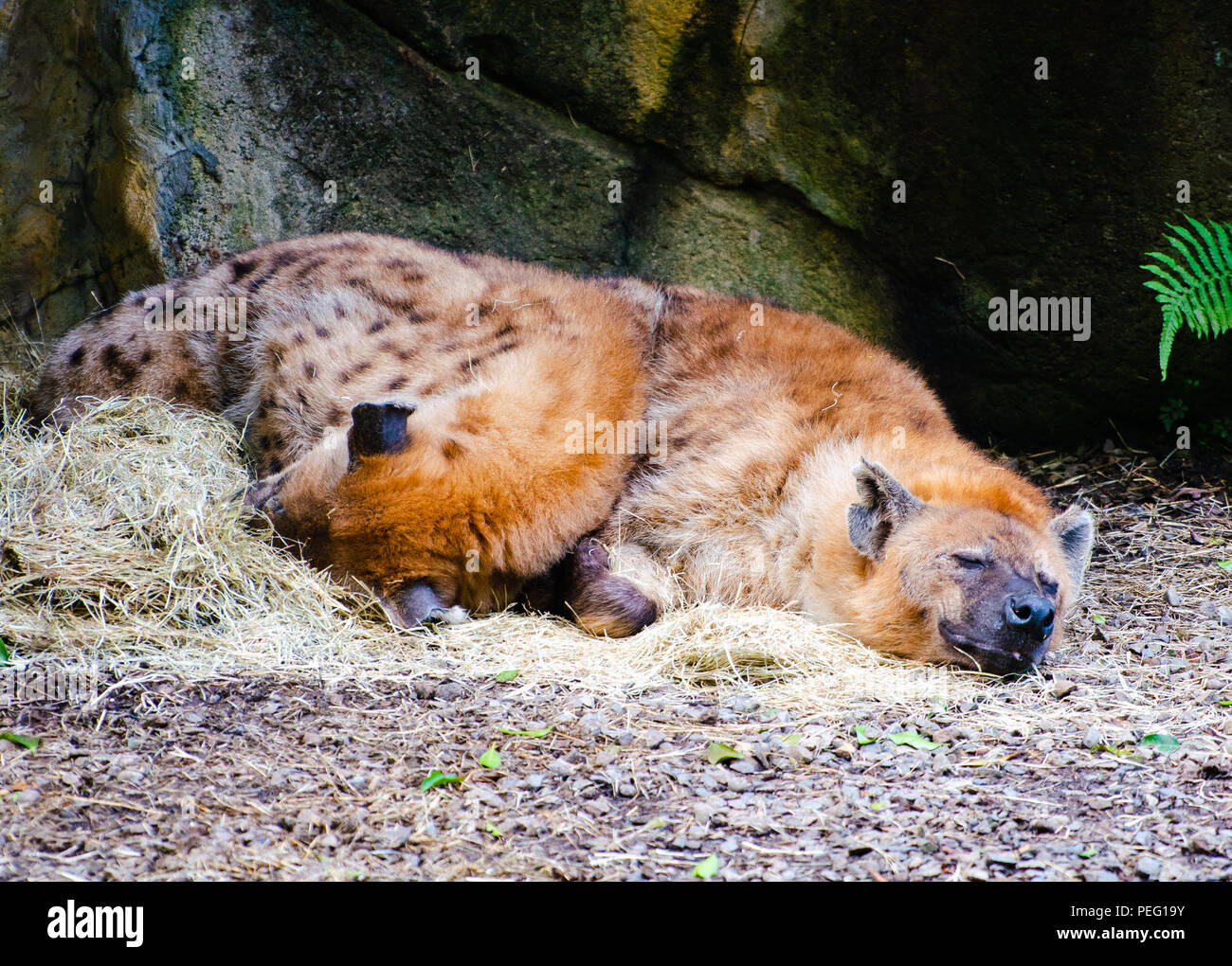 Due Spotted iena o Crocuta crocuta sleeping Foto Stock