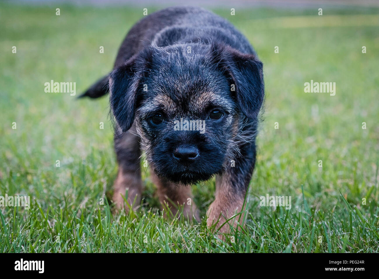 Un blu e Tan Border Terrier cucciolo di cane. Foto Stock