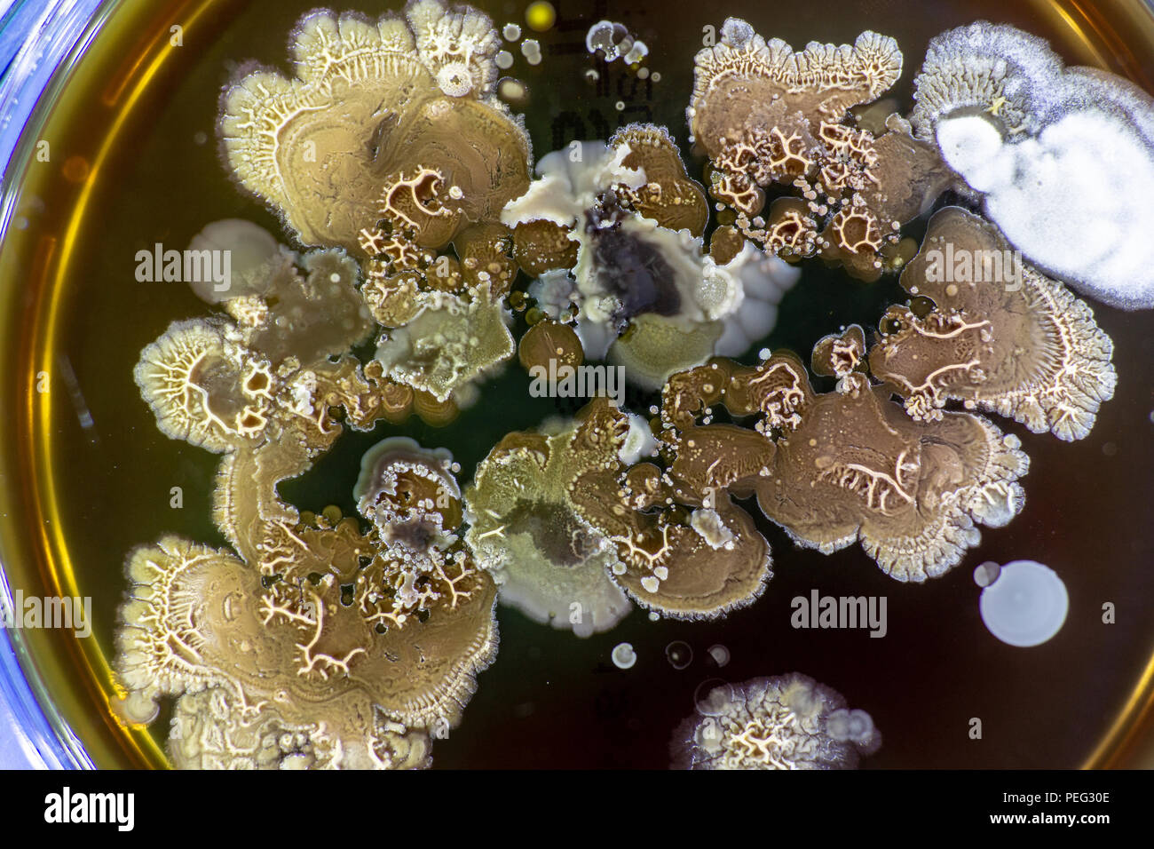 Muffa in una capsula di Petri Foto Stock