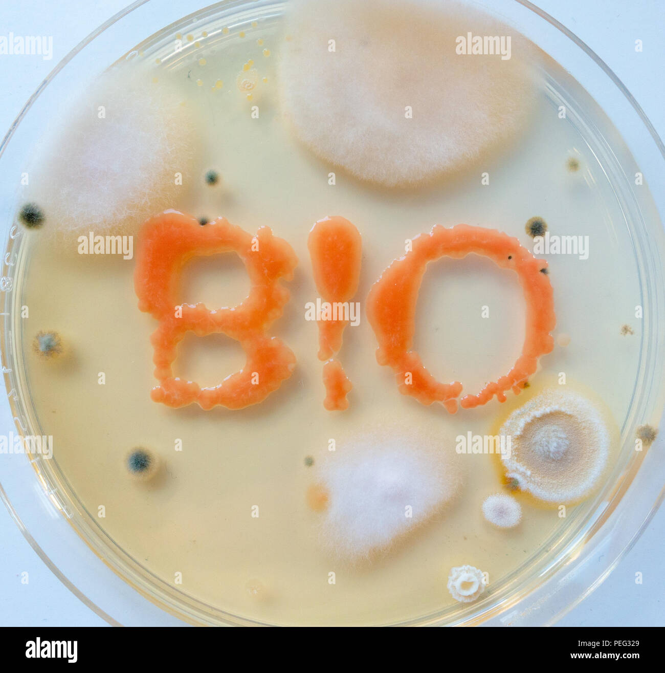 Ext BIO in piastra petri con colonie di batteri e funghi Foto Stock