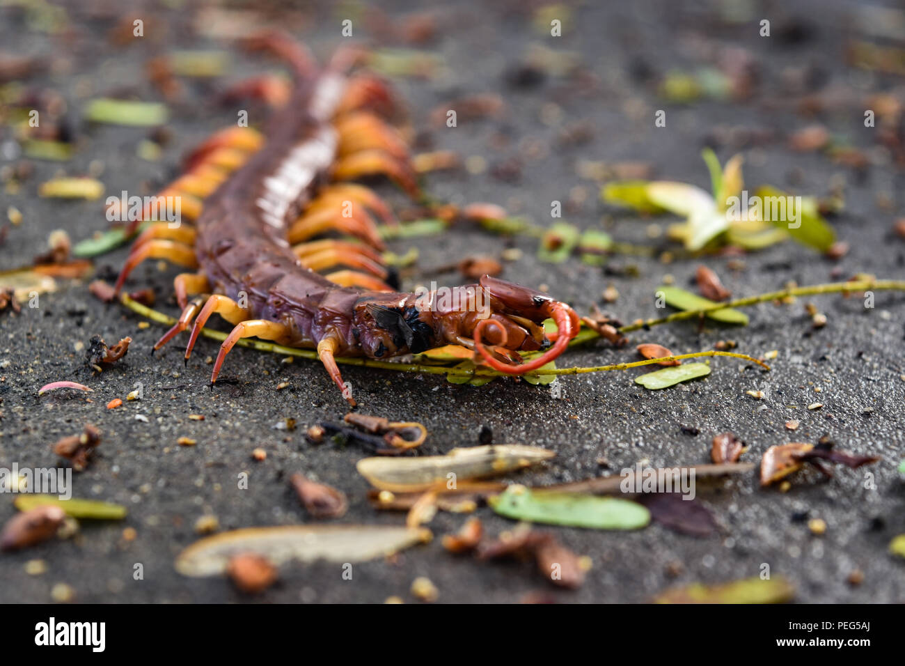 Grandi Rossi, centipede Centipede Gigante, giungla Centipede, Arancione zampe, Centipede rosso Centipede con testa, Foto Stock