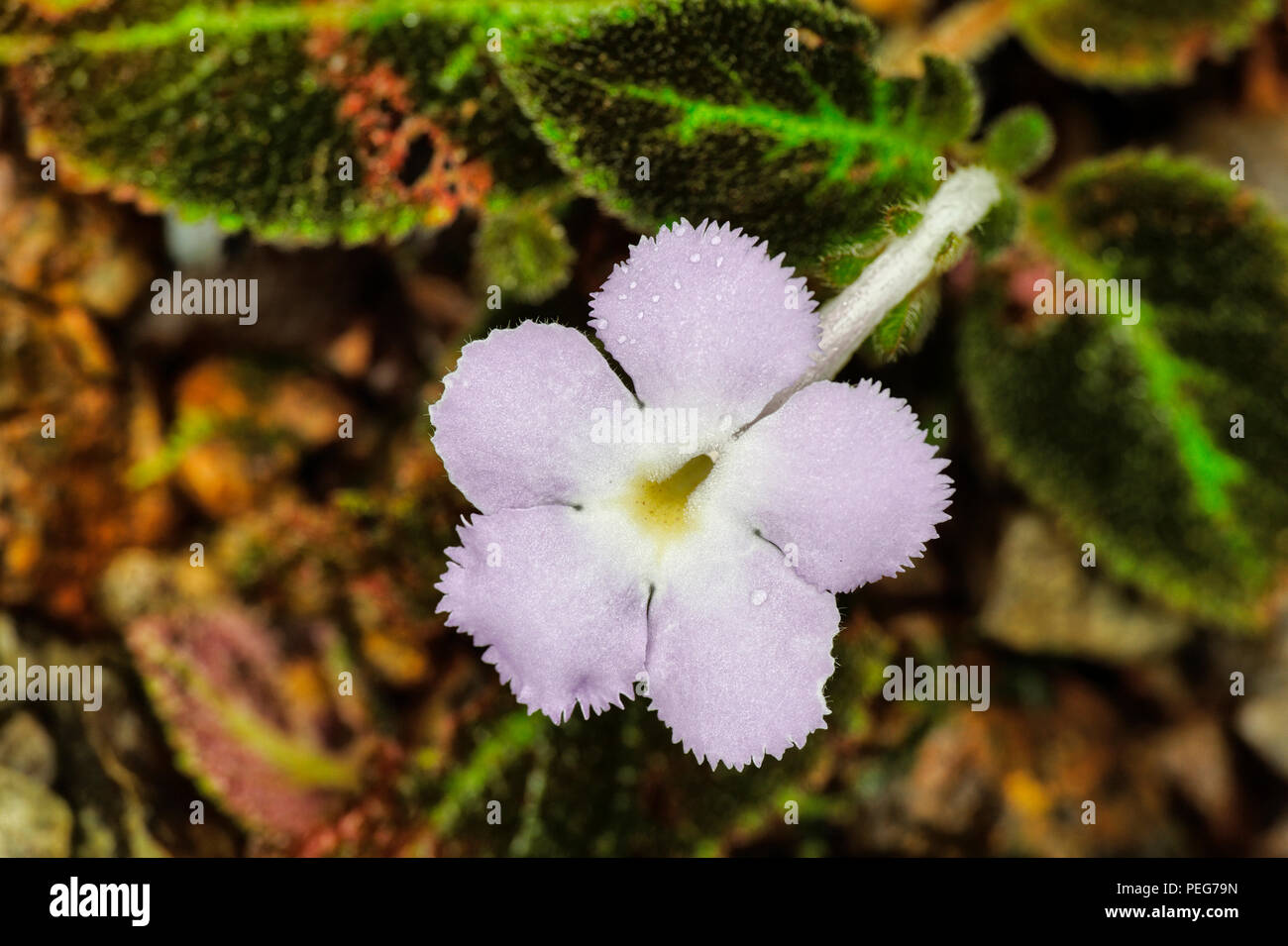 Fiore della giungla, Bosque del Cabo, Costa Rica Foto Stock