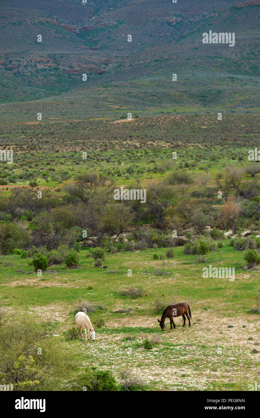 Marrone e bianco di alimentazione cavalli nella valle Beidouw Foto Stock