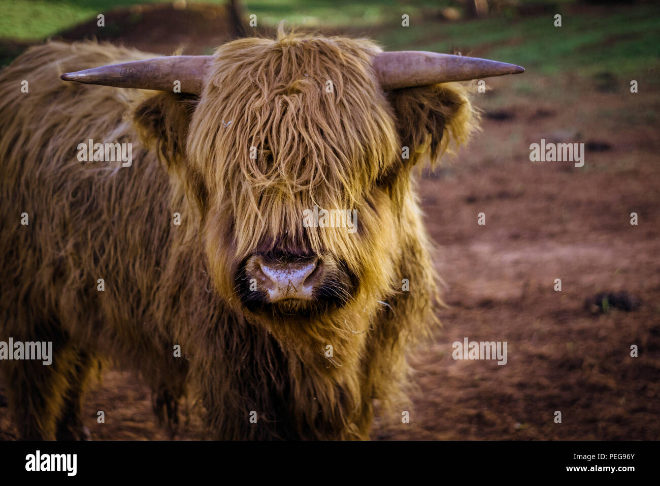 Avvisatore acustico di bestiame bull Germania Foto Stock