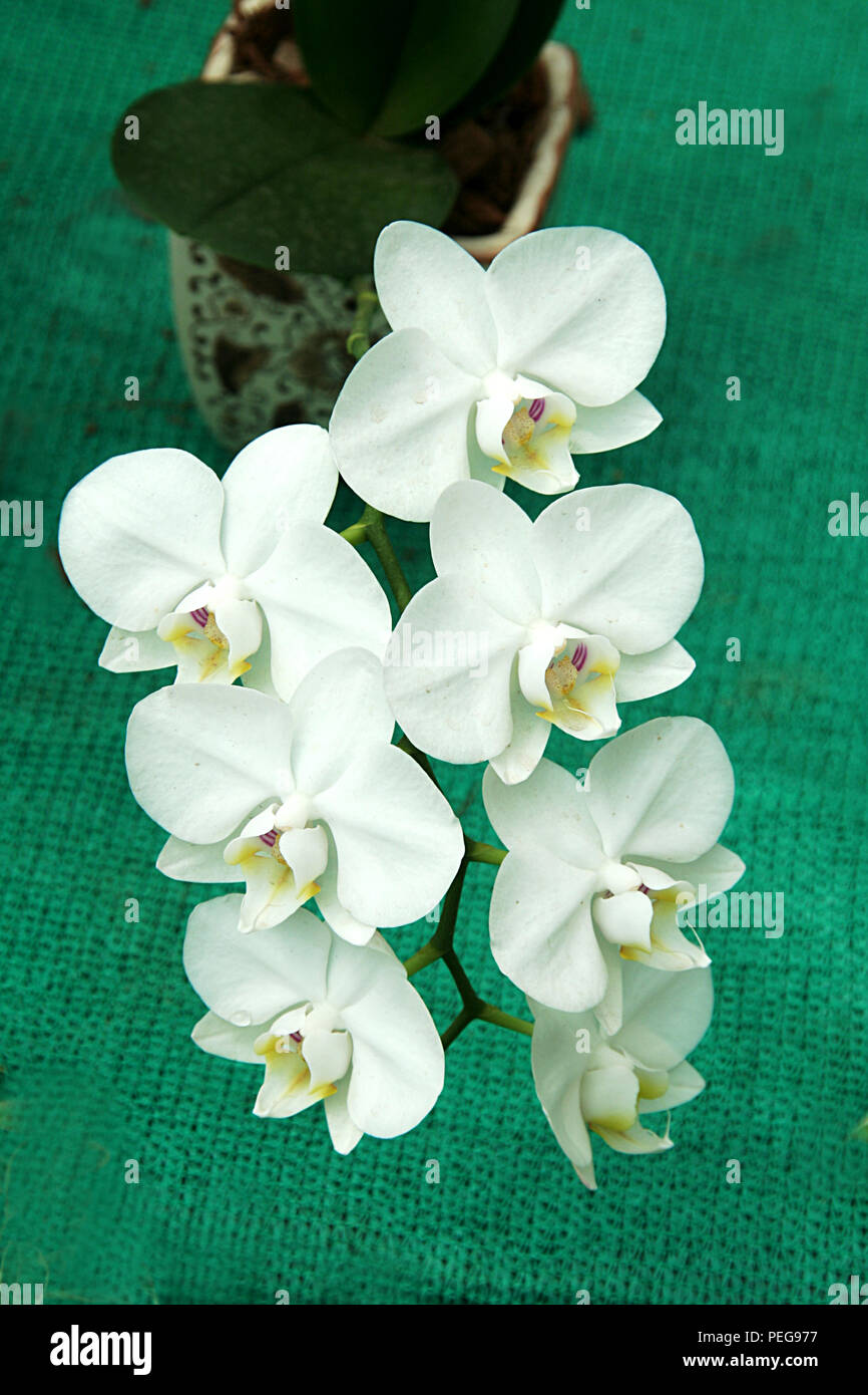 Cluster di orchidee con il bianco posteriore e petali di rosa punteggiato di colore giallognolo tinto bianco petali anteriore isolato sul tappeto verde sullo sfondo Foto Stock