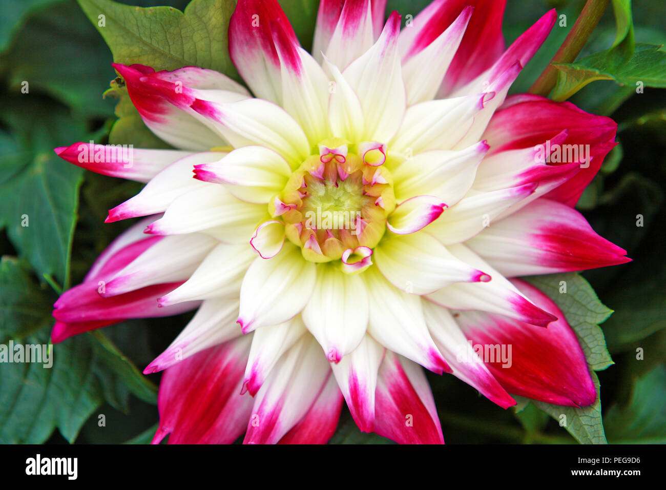 Dahlia sorbetto un semi-cactus metà hardy fioritura delle piante Foto Stock