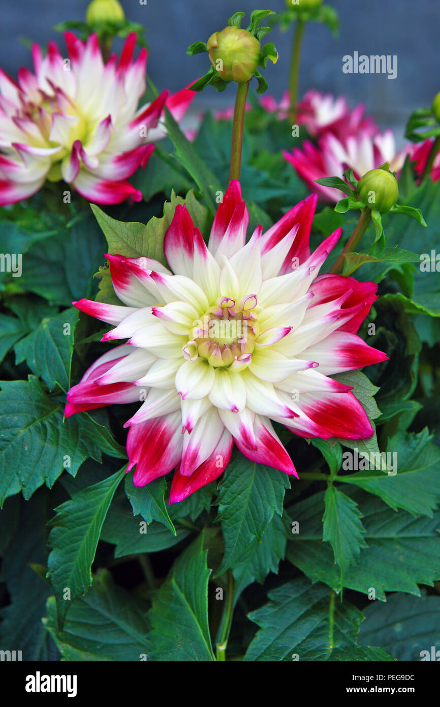 Dahlia sorbetto un semi-cactus metà hardy fioritura delle piante Foto Stock