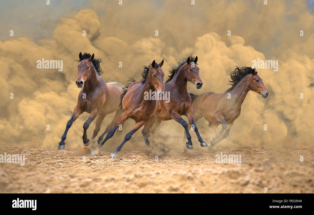 Baia di quattro cavalli correre veloce dalla tempesta di polvere Foto Stock