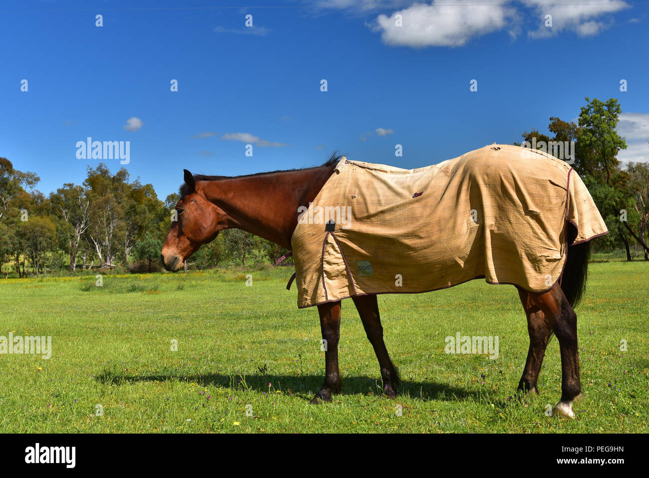 Cavallo in una fattoria Foto Stock