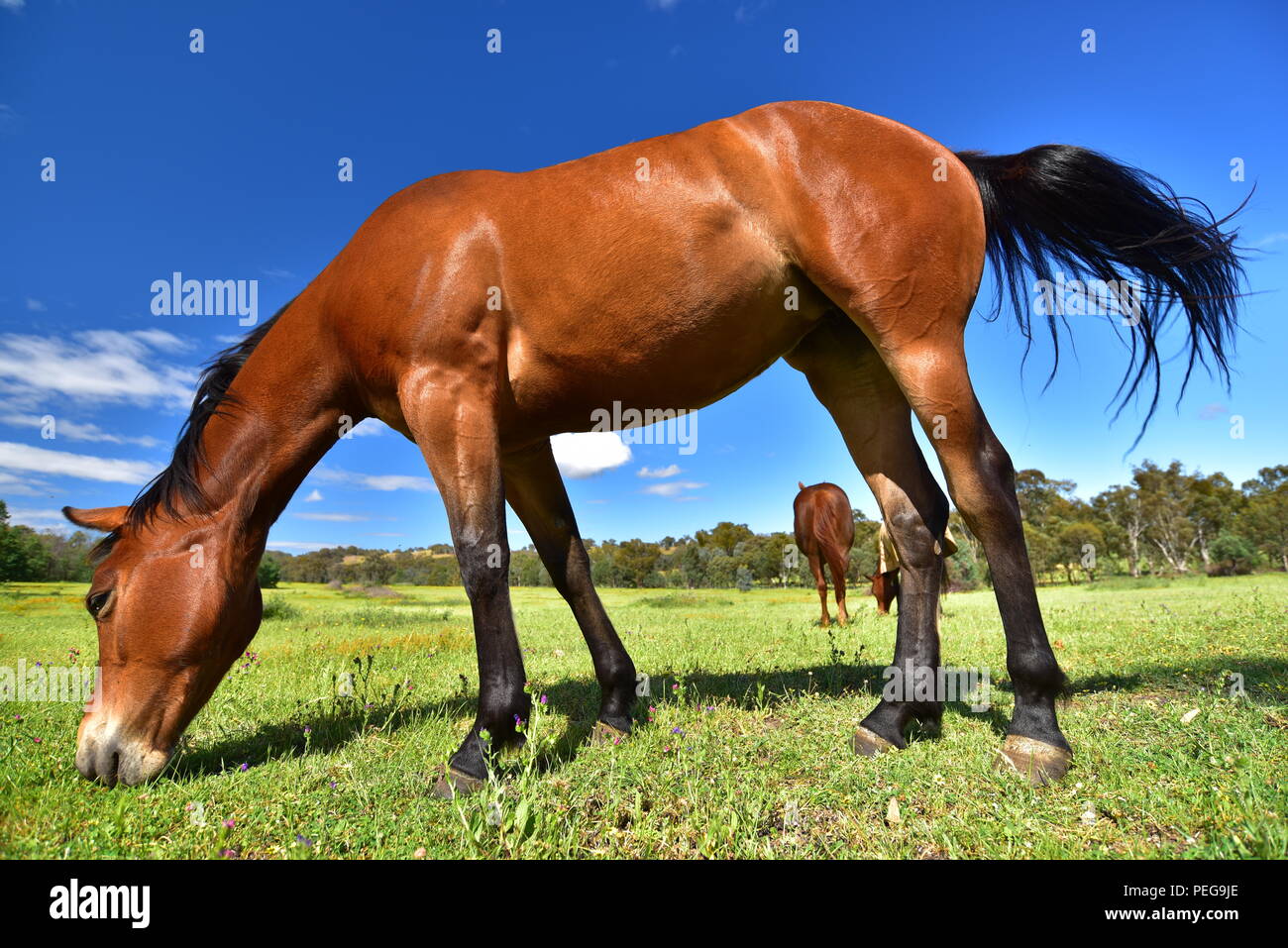 Cavallo mangiare erba in una fattoria Foto Stock