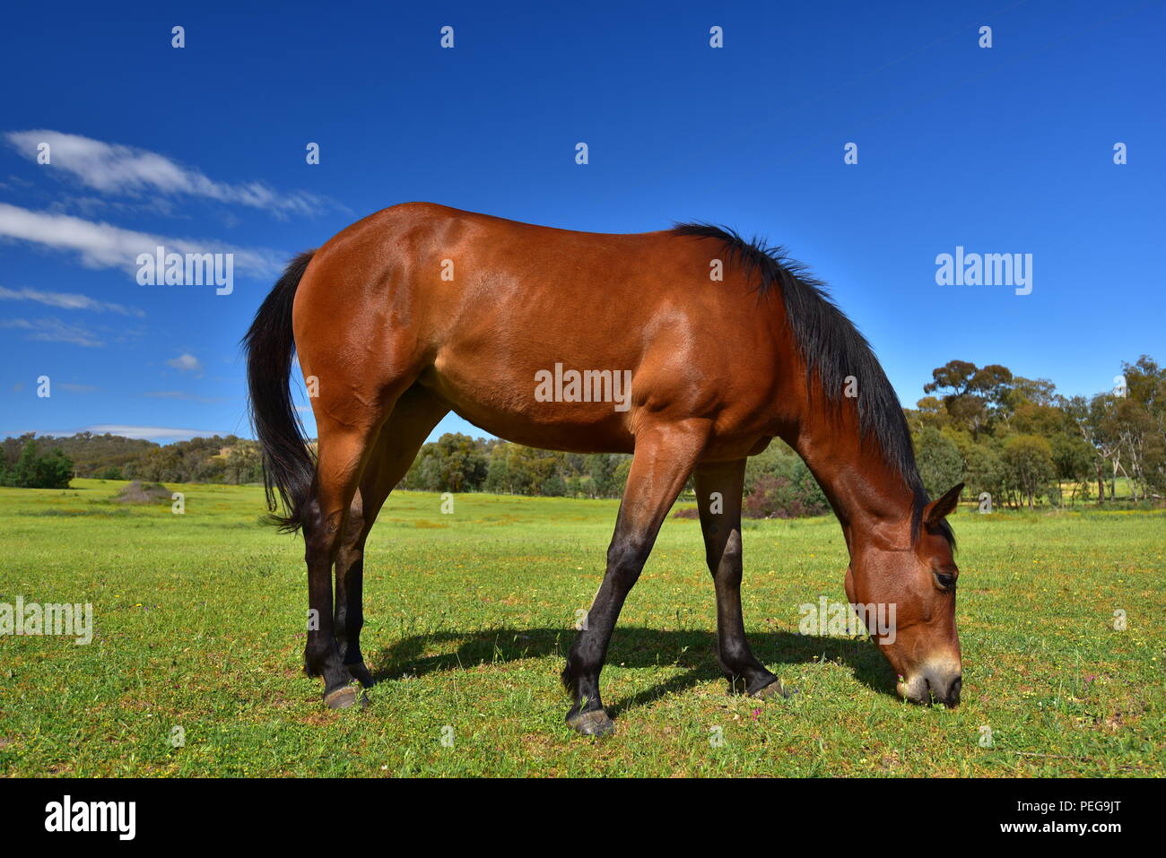 Cavallo mangiare erba in una fattoria Foto Stock
