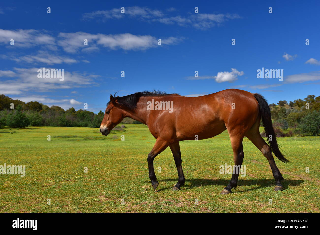 Cavallo in una fattoria Foto Stock