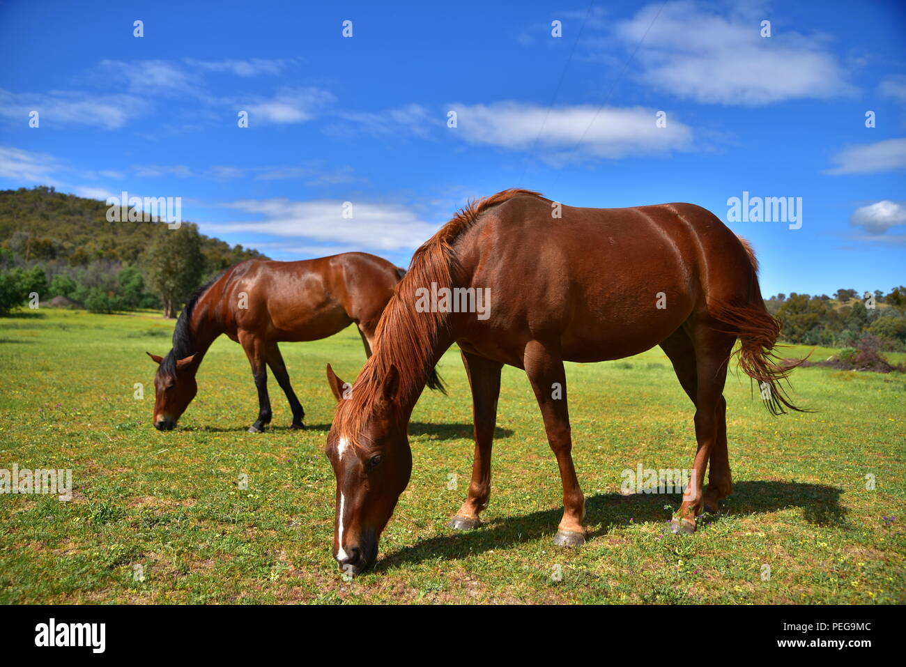Cavallo mangiare erba in una fattoria Foto Stock