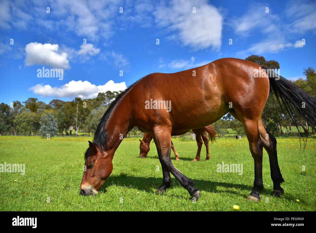 Cavallo mangiare erba in una fattoria Foto Stock